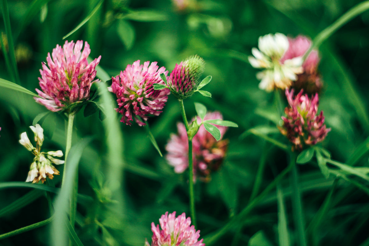 What Soil Type Is the Most Suitable for Red Clovers? Grass Science Seeds