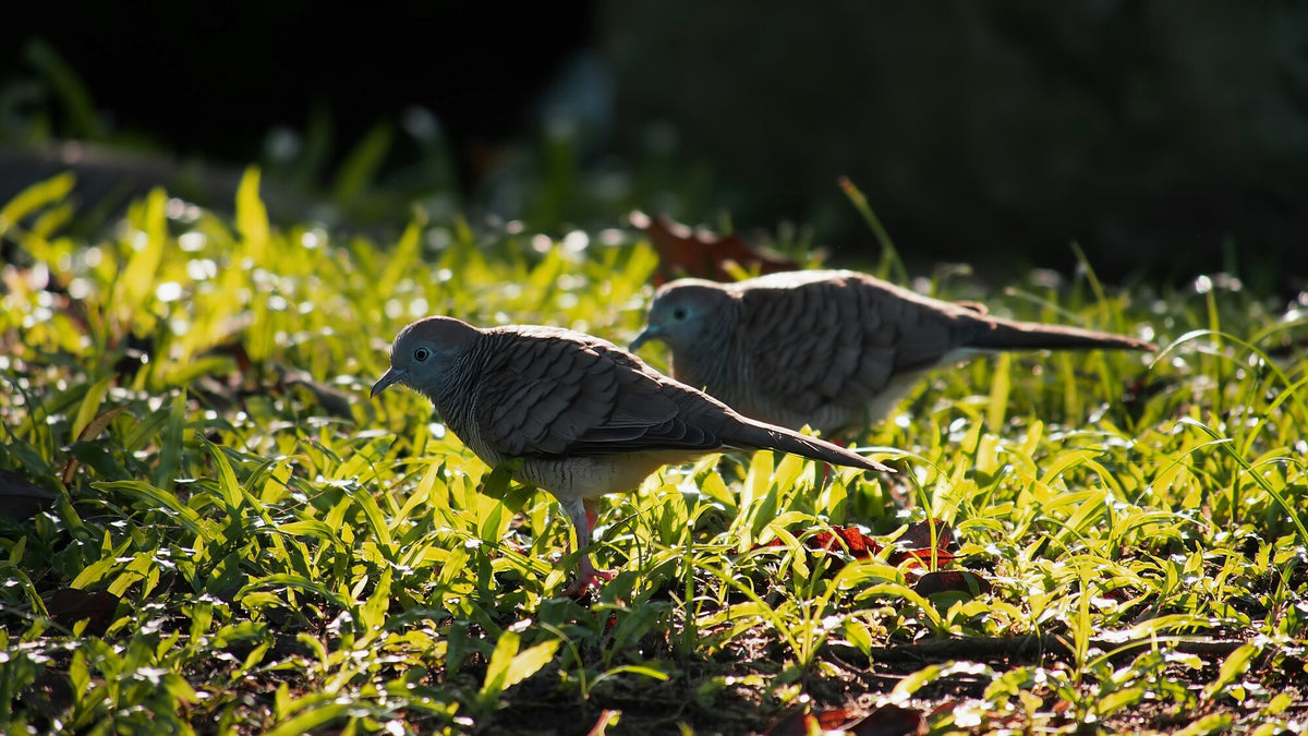 How to Keep Birds off Grass Seed Grass Science Seeds
