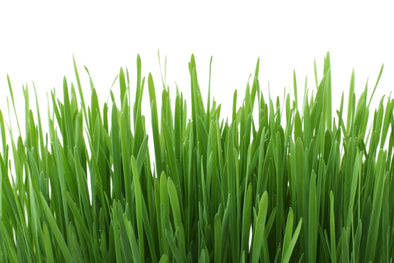 When is the Best Time to Plant Grass Seed in the UK?