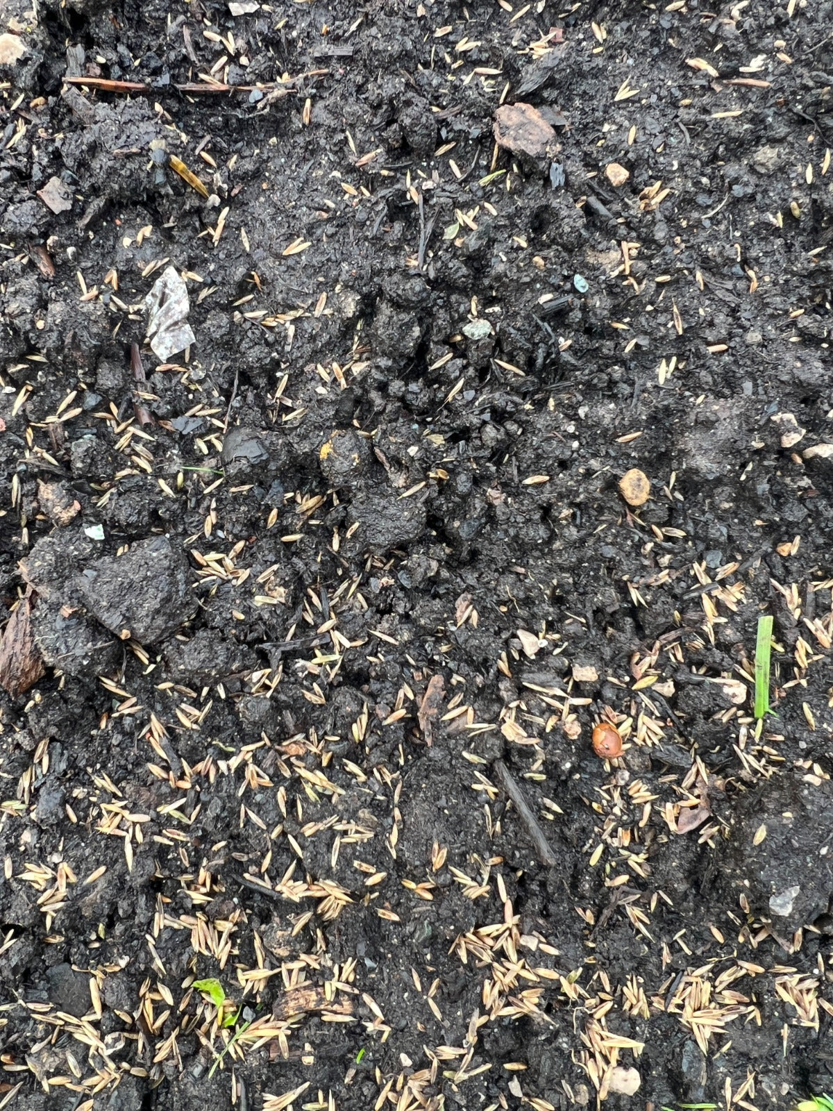 Soil Temperature for Growing Grass Seeds: Unveiling the Variables  Grass  Science Seeds