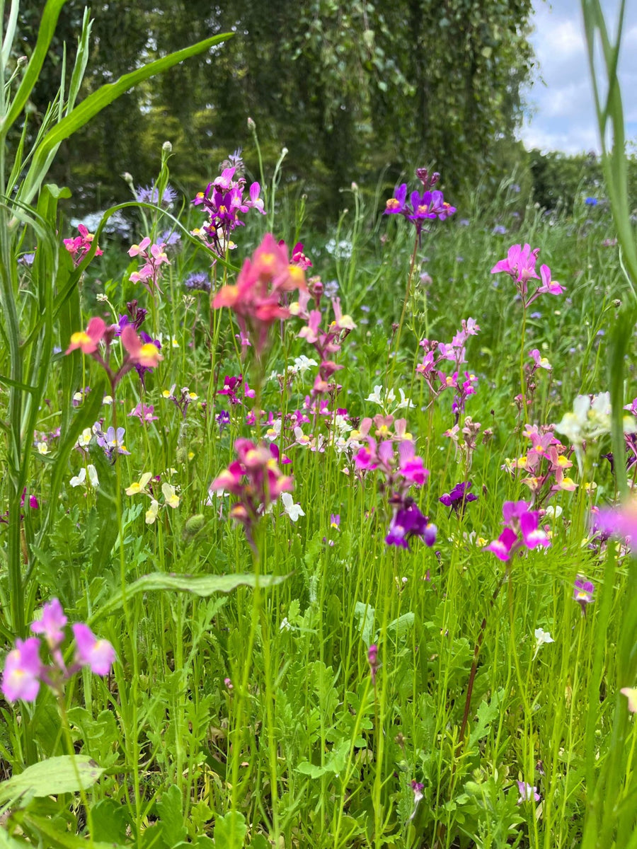 Which Wildflowers Are Best for Bees in the UK? Grass Science Seeds