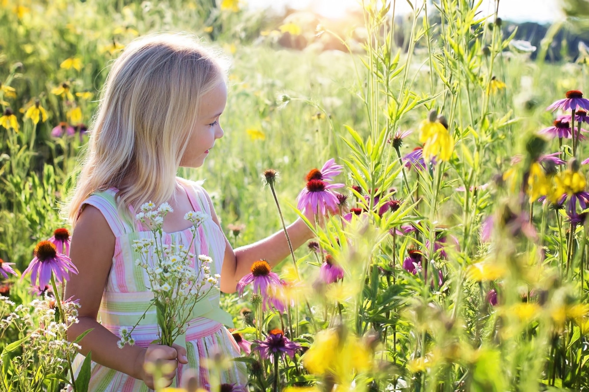 What to Expect From Your Wildflower Garden