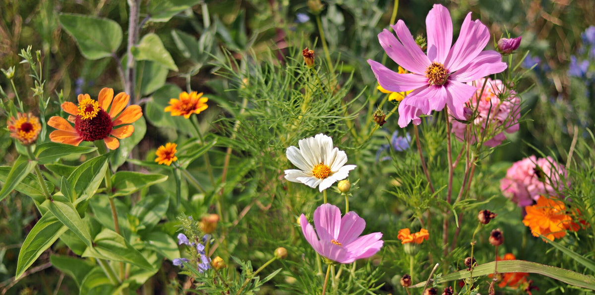 How to Plant Wildflowers The Ultimate Guide for Homeowners Grass