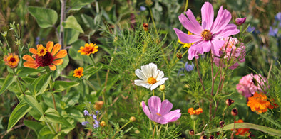 How to Plant Wildflowers: The Ultimate Guide for Homeowners