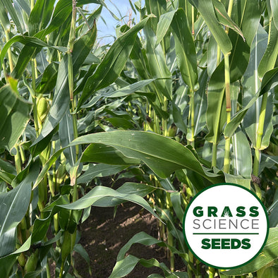 GSS FORAGE MAIZE