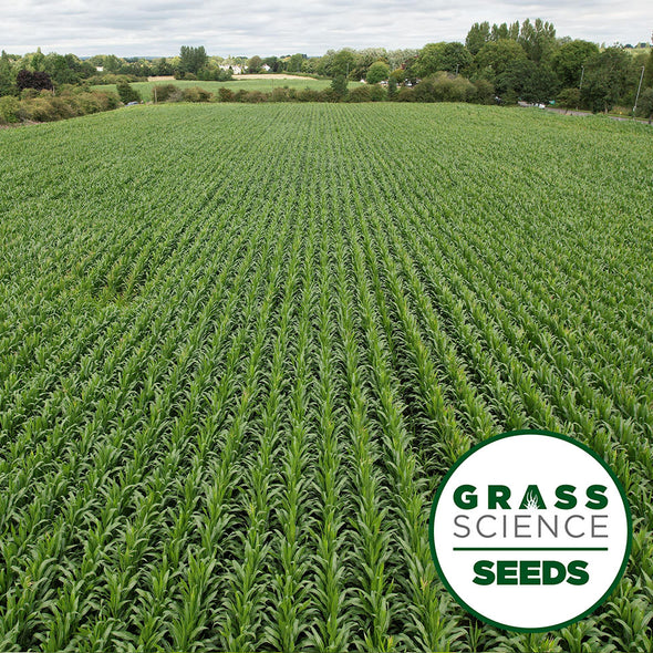 GSS FORAGE MAIZE