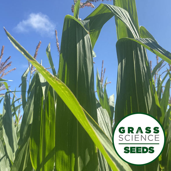 GSS FORAGE MAIZE