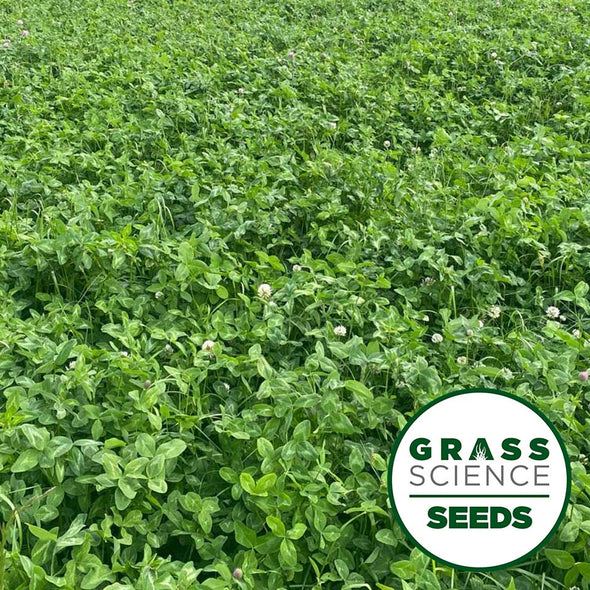 GSS SOLID with White Clover